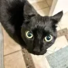 😺 Эмодзи «Cats (2)» для Telegram