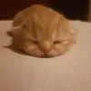 😺 Эмодзи «Cats (2)» для Telegram