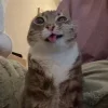 😺 Эмодзи «Cats (2)» для Telegram