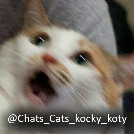Стикерпак Cats meme для Telegram — скачать