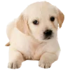 🤩 Эмодзи «cats dogs» для Telegram