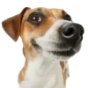 🤩 Эмодзи «cats dogs» для Telegram