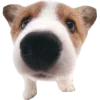 🤩 Эмодзи «cats dogs» для Telegram