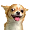 🤩 Эмодзи «cats dogs» для Telegram