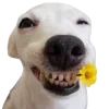 🤩 Эмодзи «cats dogs» для Telegram