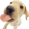 🤩 Эмодзи «cats dogs» для Telegram