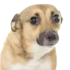 🤩 Эмодзи «cats dogs» для Telegram