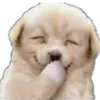 🤭 Эмодзи «cats dogs» для Telegram