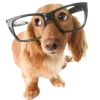 🤩 Эмодзи «cats dogs» для Telegram