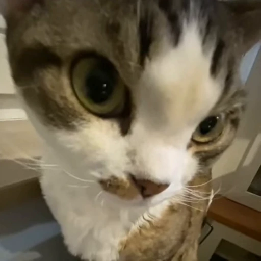 Стикерпак kitties для Telegram — скачать