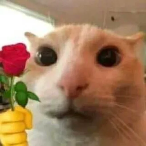 🌹 Стикер «kitties» для Telegram