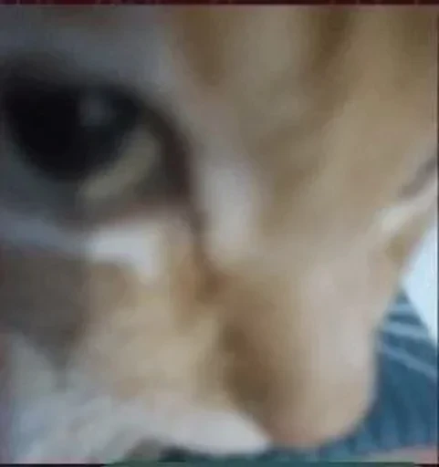 🧐 Стикер «kitties» для Telegram