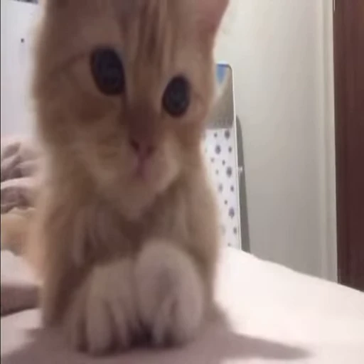 🐈 Стикер «kitties» для Telegram