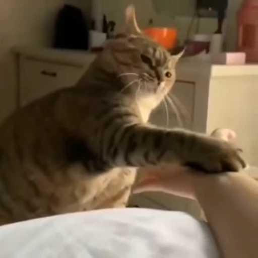 😳 Стикер «kitties» для Telegram