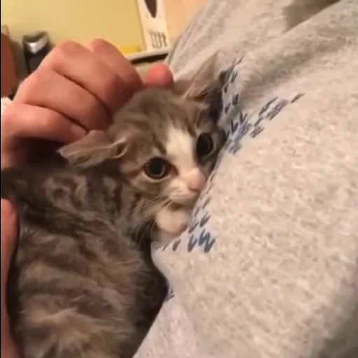 🐈 Стикер «kitties» для Telegram