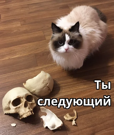 💀 Стикер «Котики ревьюверы» для Telegram