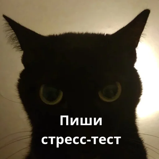 🖤 Стикер «Котики ревьюверы» для Telegram