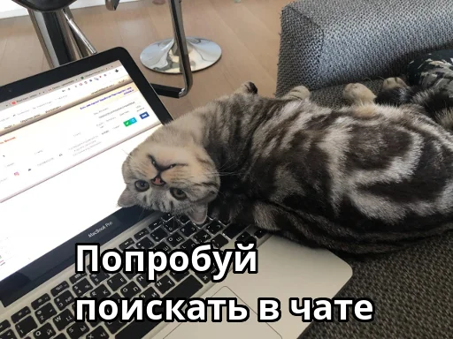 🔍 Стикер «Котики ревьюверы» для Telegram