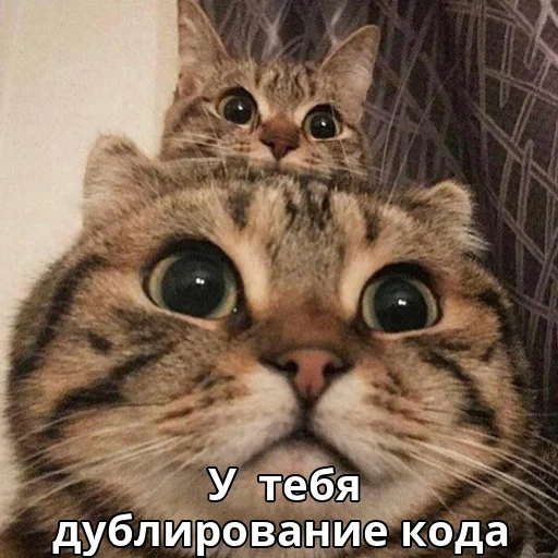 2️⃣ Стикер «Котики ревьюверы» для Telegram