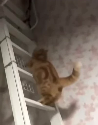 🐱 Стикер «Cats Котики» для Telegram
