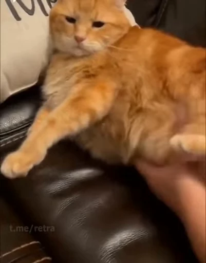 🐱 Стикер «Cats Котики» для Telegram