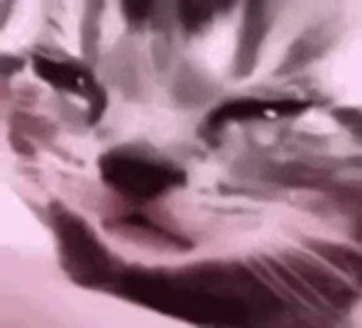 🐱 Стикер «Cats Котики» для Telegram