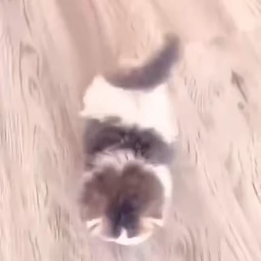 🐱 Стикер «Cats Котики» для Telegram