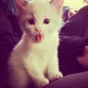 🌟 Эмодзи «kittens» для Telegram
