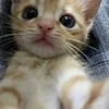 🌟 Эмодзи «kittens» для Telegram