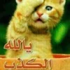 🌟 Эмодзи «kittens» для Telegram