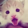 🌟 Эмодзи «kittens» для Telegram