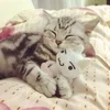 🌟 Эмодзи «kittens» для Telegram