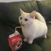 🌟 Эмодзи «kittens» для Telegram