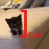 🌟 Эмодзи «kittens» для Telegram