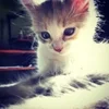 🌟 Эмодзи «kittens» для Telegram