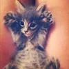 🌟 Эмодзи «kittens» для Telegram