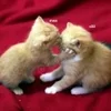 🌟 Эмодзи «kittens» для Telegram
