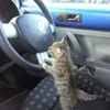 🌟 Эмодзи «kittens» для Telegram