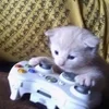 🌟 Эмодзи «kittens» для Telegram