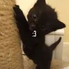 🌟 Эмодзи «kittens» для Telegram