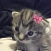 🌟 Эмодзи «kittens» для Telegram