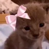 🌟 Эмодзи «kittens» для Telegram