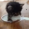 🌟 Эмодзи «kittens» для Telegram
