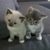 🌟 Эмодзи «kittens» для Telegram