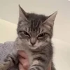 Стикерпак kittens для Telegram