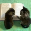 🌟 Эмодзи «kittens» для Telegram
