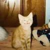 🌟 Эмодзи «kittens» для Telegram