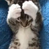 🌟 Эмодзи «kittens» для Telegram