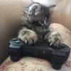 🌟 Эмодзи «kittens» для Telegram
