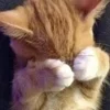 🌟 Эмодзи «kittens» для Telegram